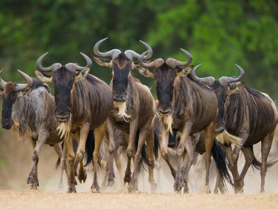 Africa_Kenya_Masaimara_shutterstock_399818356