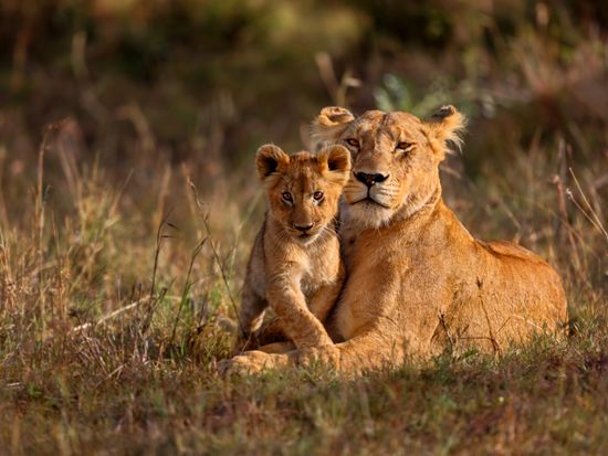 Africa_Kenya_Masaimara_shutterstock_238384645