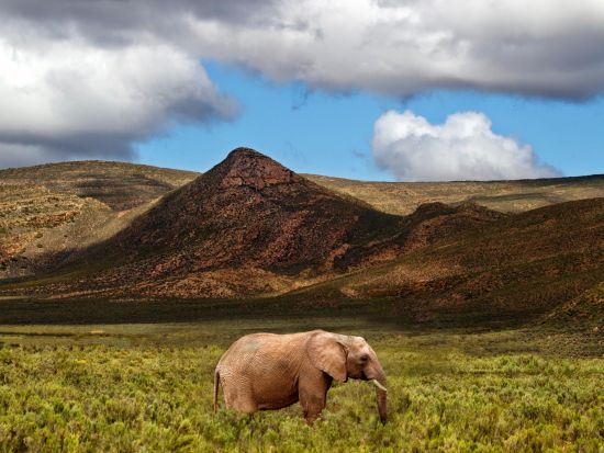 アキラ私営動物保護区 日帰りサファリ体験ツアー ＜混載／昼食付／英語／ケープタウン発＞