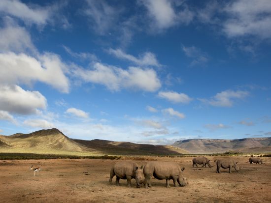 アキラ私営動物保護区 日帰りサファリ体験ツアー ＜混載／昼食付／英語／ケープタウン発＞