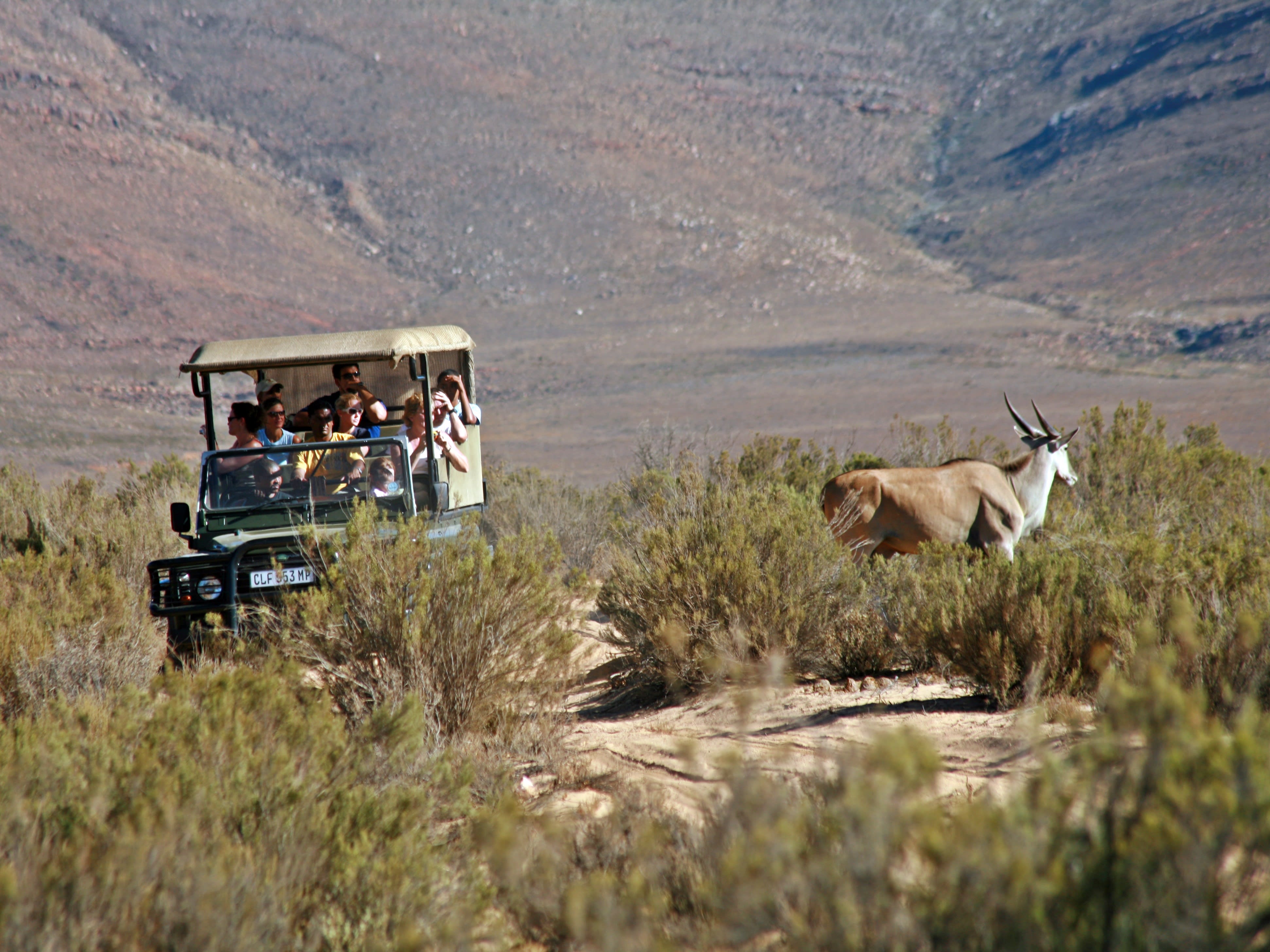 大人気のビッグ5を探せ！野生の王国を周るサファリツアー | 南アフリカ