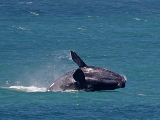 Hermanus_Southern Right Whale
