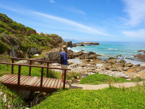 【7～11月限定】ホエールウォッチング＆ワインエステートまたはペンギンコロニー訪問＜水・金・日催行／混載／英語／ケープタウン発＞