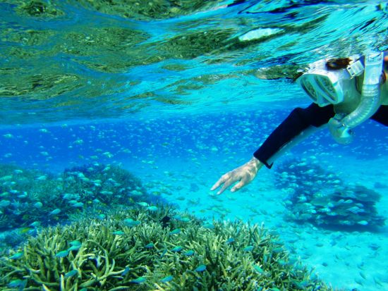 【ベストプライス】幻の島上陸＋シュノーケリング+竹富島観光ツアー　珊瑚やカラフルな魚の中をシュノーケリング＜1日／昼食付き／市街地送迎／石垣島発＞