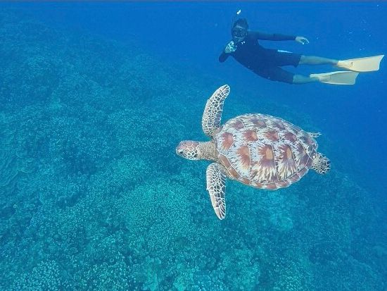 ウミガメシュノーケリング　水中世界を撮影できるGoProレンタルあり！＜日本語／送迎付き＞by WANDERERS