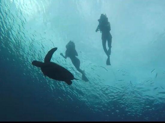 ウミガメシュノーケリング　水中世界を撮影できるGoProレンタルあり！＜日本語／送迎付き＞by WANDERERS