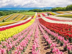 Japan_ Hokkaido_Furano_shutterstock_488126023