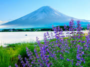 Japan_Yamanashi_Mr_Fuji _Kawaguchi_lake_Lavender_shutterstock_1425249995