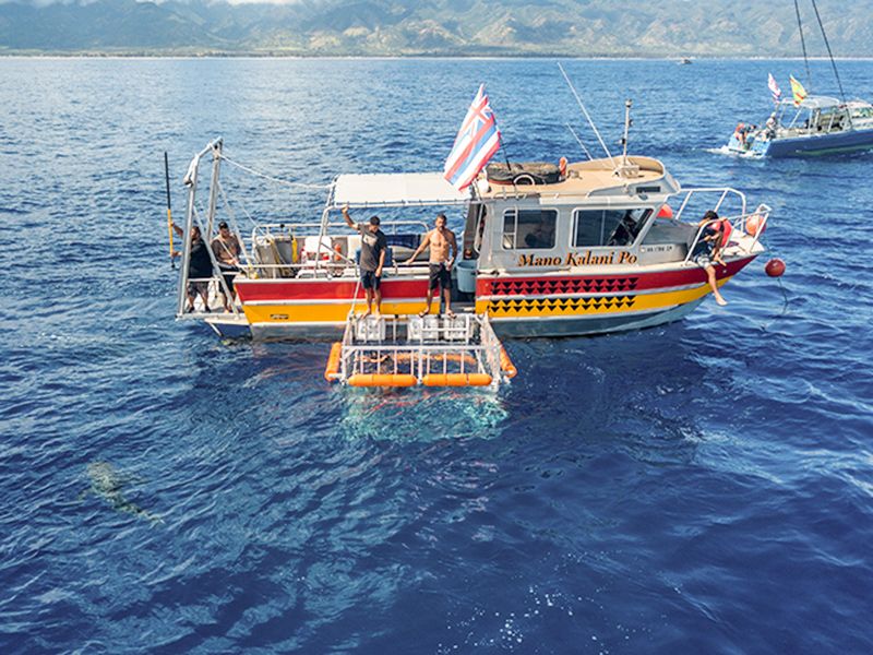 SharkBoat1