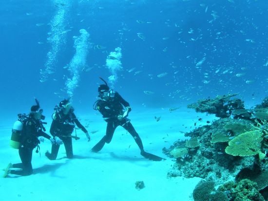 【ベストプライス】幻の島上陸＋体験ダイビング＋竹富島で水牛車観光 絶景と癒しを満喫できる贅沢プラン＜1日／昼食／送迎＞