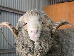 Sheep_1244_x_730_edited