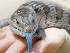 Blue_Tongue_1244_x_730_edited