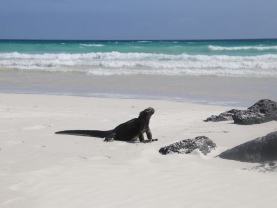 世界遺産ガラパゴス諸島トルトゥーガベイ＆ロベリア島クルーズ終日観光ツアー＜日・月・水・金催行／1日／英語ガイド／プエルトアヨラ発＞