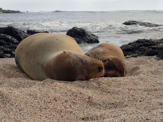 世界遺産ガラパゴス諸島トルトゥーガベイ＆ロベリア島クルーズ終日観光ツアー＜日・月・水・金催行／1日／英語ガイド／プエルトアヨラ発＞
