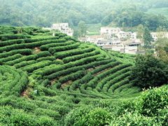 龙井村