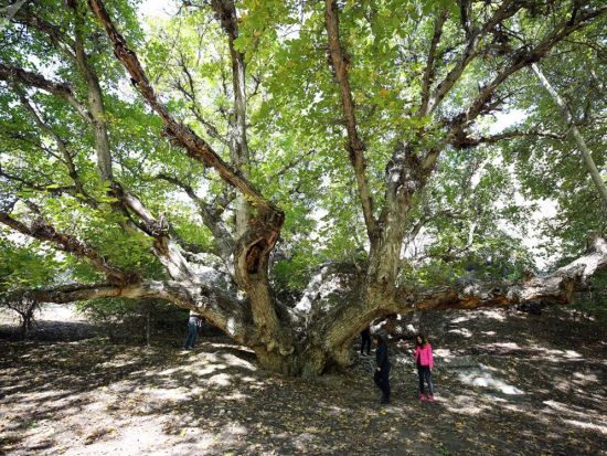 【1泊2日／プライベート】知られざる魅力に迫る！ザーミン国立公園ツアー！＜日本語ガイド／タシュケント発＞