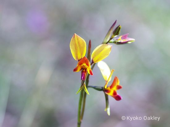 コモン・ドンキー・オーキッド