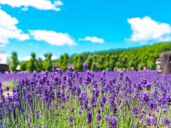 Japan_Hokkaido_Furano_Lavender_shutterstock_1413872579