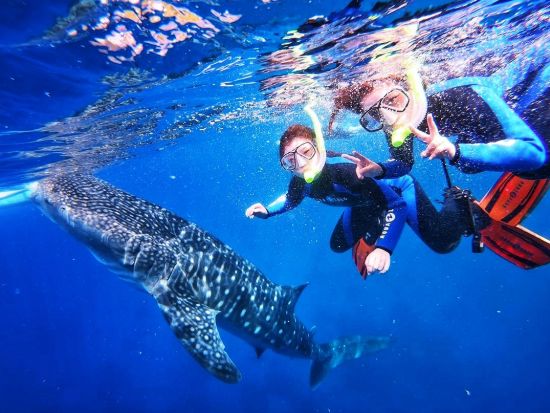 ジンベイザメ＋モアルボアル（イワシの大群＋ウミガメ）シュノーケリングツアー　優先予約で待ち時間を軽減　写真サービス付き＜昼食／日本語／GoProレンタルあり＞