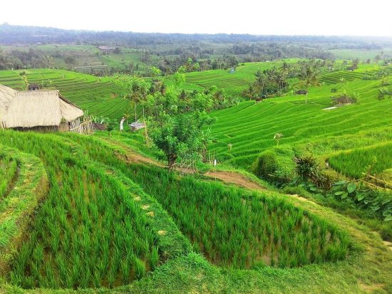 2つの世界遺産タマン・アユン寺院とジャティルイの棚田＆ウルン・ダヌ・ブラタン寺院ツアー　パワースポットで運気上昇 ＜昼食付き／日本語ガイド＞by JTB