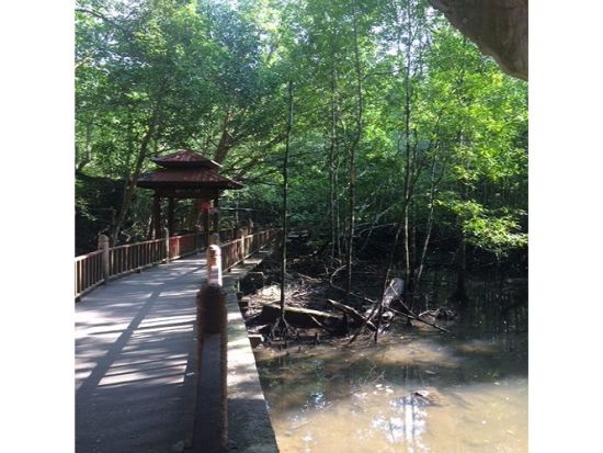 日本語ネイチャーガイドと行く！ジオパーク・ランカウイ・マングローブクルーズ・ツアー　フォトスポットのご案内もガイドにお任せ ＜午前／昼食付き／ランカウイ発＞