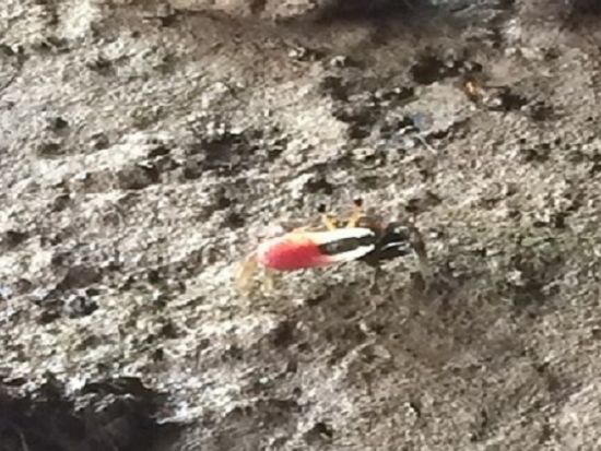 日本語ネイチャーガイドと行く！ジオパーク・ランカウイ・マングローブクルーズ・ツアー　フォトスポットのご案内もガイドにお任せ ＜午前／昼食付き／ランカウイ発＞