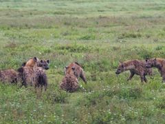 Africa_Tanzania_Ngorongoro_shutterstock_1082945129