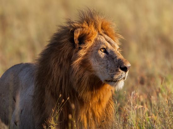 Africa_Tanzania_Serengeti_lion_shutterstock_134798738