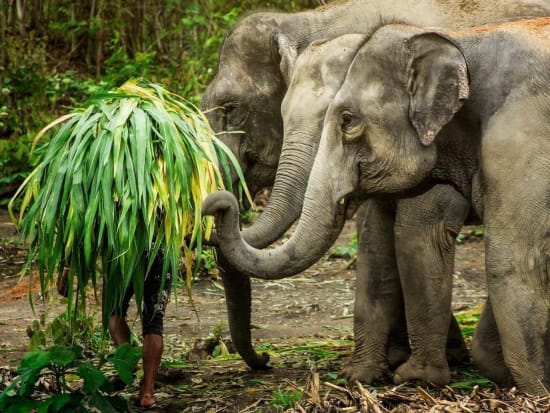 Thailand_Phuket_Elephant Jungle Sanctuary