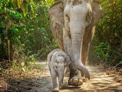Thailand_Phuket_Elephant Encounters_Tour