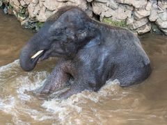 Thailand_Phuket_Elephant Experience_Bath