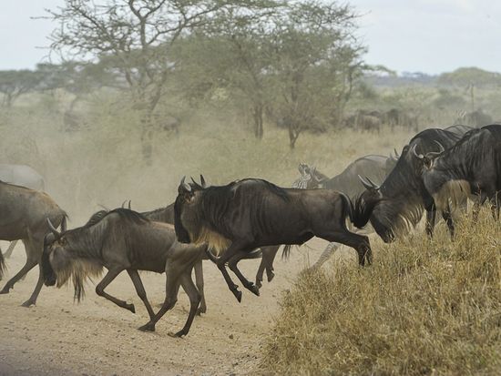 wildebeests-805391_1920