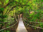 Khao Yai National Park Suspension Bridge