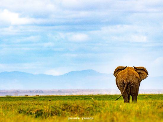 【ナイロビ発着 2泊3日】アンボセリ国立公園サファリツアー ゲームドライブ3回＜日本語／混載／空港または市内発着＞