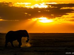 elephant3
