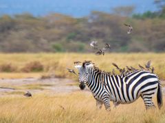 zebra