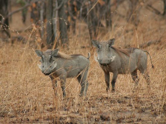 2泊3日 マサイマラ国立保護区サファリツアー ゲームドライブ4回＜日本語／混載／ナイロビ空港発着or市内着＞