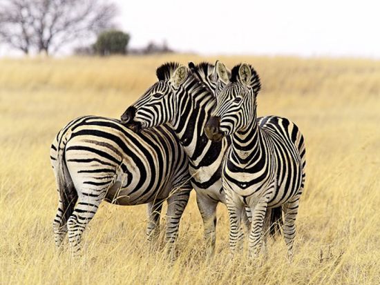 2泊3日 マサイマラ国立保護区サファリツアー ゲームドライブ4回＜日本語／混載／ナイロビ空港発着or市内着＞