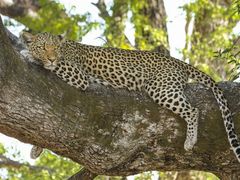 leopard