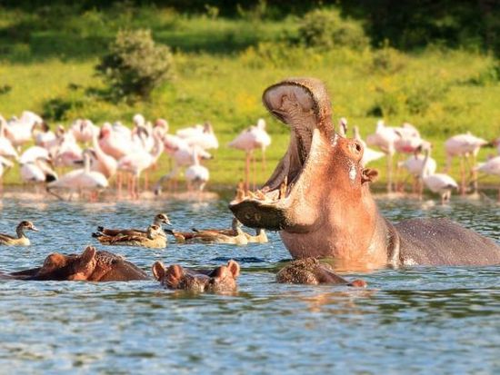 naivasha-lake-hipo