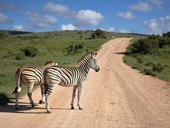 zebra-3564956_1920