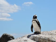 penguin-657527_1920