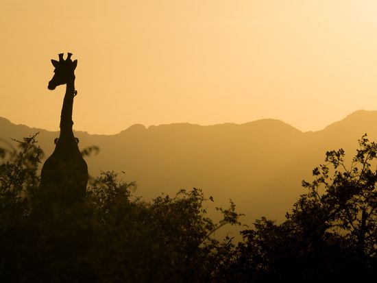giraffe-2233366_1920