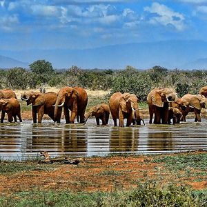 elephant-1065632_1920
