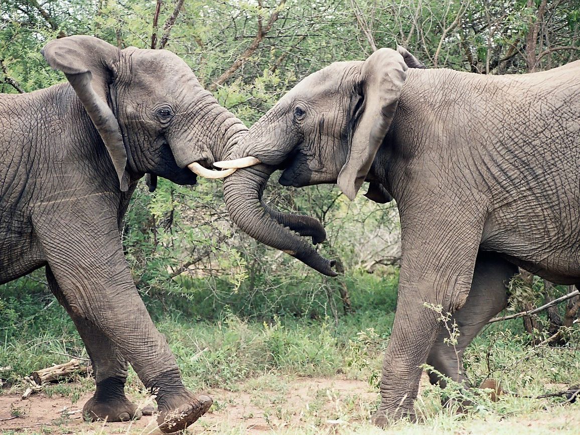 kruger-elephants