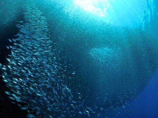 癒しの絶景スポット！エメラルドグリーンのカワサンフォール滝トレッキングツアー　ウミガメ＆イワシの大群シュノーケル付きプランあり＜日本語ガイド／昼食付＞  