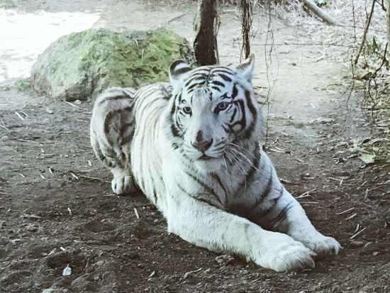 セブサファリ＆アドベンチャーパーク訪問　動物の餌やり体験もできる！ツアー後貸切チャーター（5時間）付きプランあり＜ホテル往復送迎／日本語ガイド／昼食付き＞