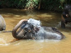 Thailand_Phuket_Elephant Sanctuary Shower