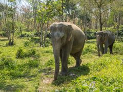 Thailand_Phuket_Elephant Walk Jungle