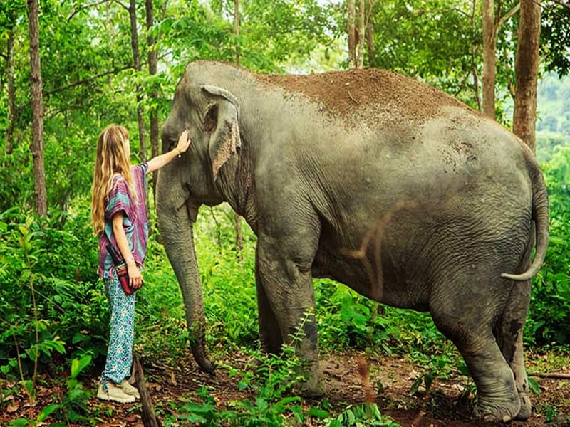 Phuket Elephant Jungle Sanctuary Full Day Tour with Optional Hotel Pick-Up  tours, activities, fun things to do in Phuket(Thailand)｜VELTRA